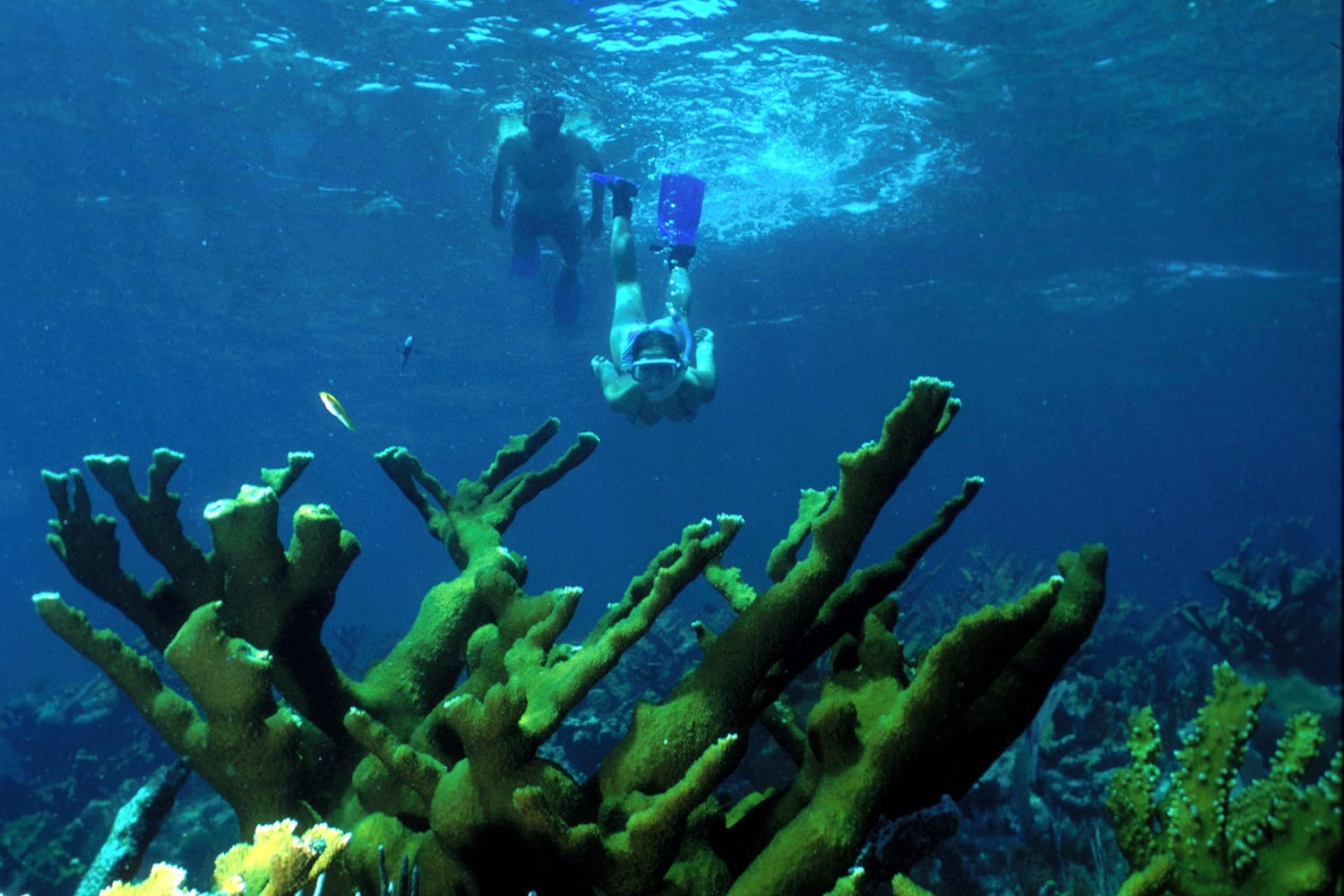 Coral reef with two snorkelers diving below the surface