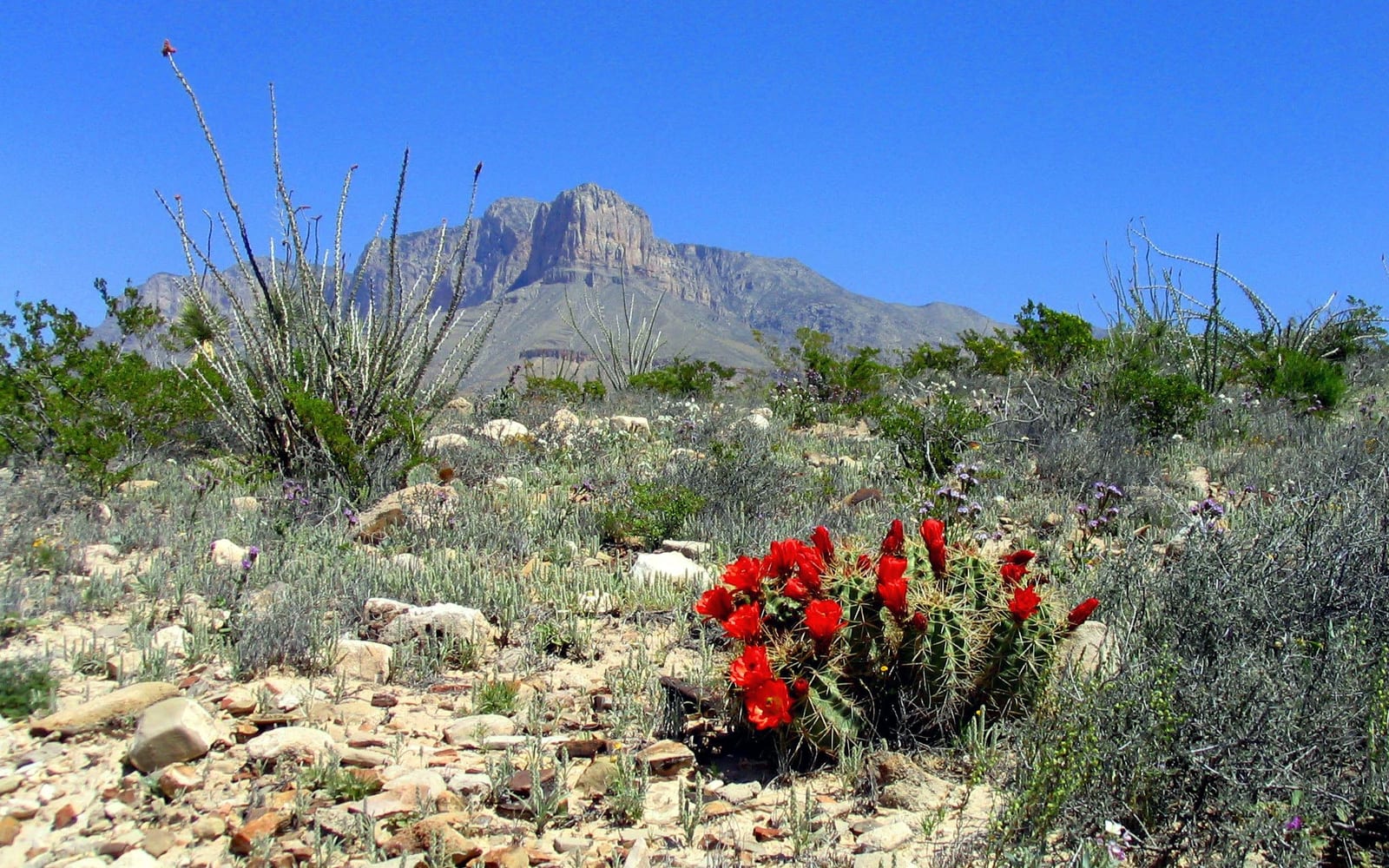 El Capitan with blooming claret cup cacti